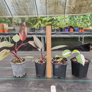 #11 BABY PHILODENDRON PACKAGE - 4 x Plants