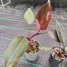 Load image into Gallery viewer, #11 BABY PHILODENDRON PACKAGE - 4 x Plants