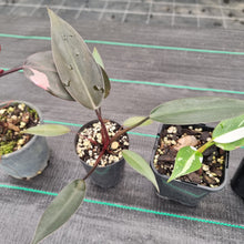Load image into Gallery viewer, #11 BABY PHILODENDRON PACKAGE - 4 x Plants
