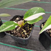 Load image into Gallery viewer, #11 BABY PHILODENDRON PACKAGE - 4 x Plants