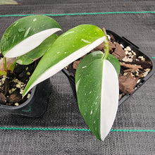 Load image into Gallery viewer, #11 BABY PHILODENDRON PACKAGE - 4 x Plants