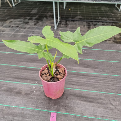 #G Philodendron Golden Dragon