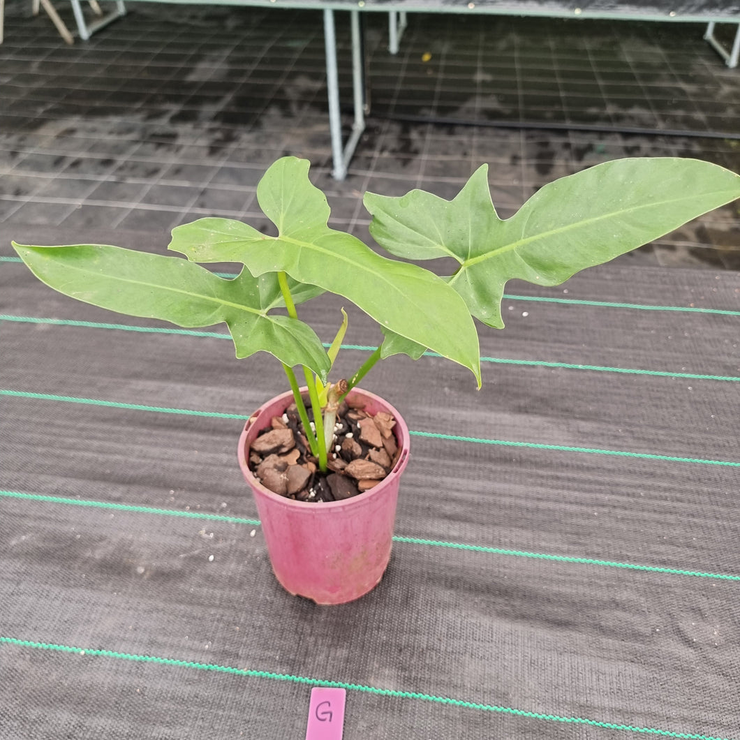 #G Philodendron Golden Dragon