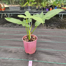 Load image into Gallery viewer, #G Philodendron Golden Dragon