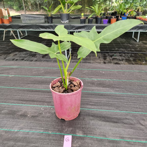 #G Philodendron Golden Dragon