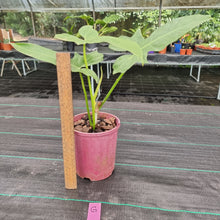 Load image into Gallery viewer, #G Philodendron Golden Dragon