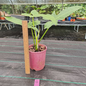 #G Philodendron Golden Dragon