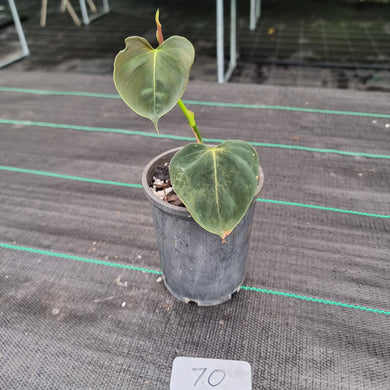 #70 Philodendron Lupinum - Well rooted/shot cutting