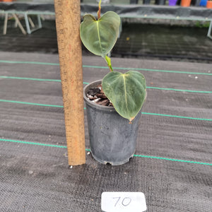 #70 Philodendron Lupinum - Well rooted/shot cutting