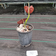 Load image into Gallery viewer, #70 Philodendron Lupinum - Well rooted/shot cutting