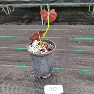 #70 Philodendron Lupinum - Well rooted/shot cutting