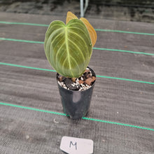 Load image into Gallery viewer, #M Philodendron Melanochrysum - Rooted/Shot cutting