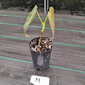 #M Philodendron Melanochrysum - Rooted/Shot cutting