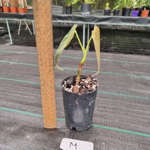 #M Philodendron Melanochrysum - Rooted/Shot cutting