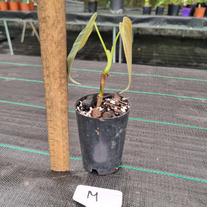#M Philodendron Melanochrysum - Rooted/Shot cutting