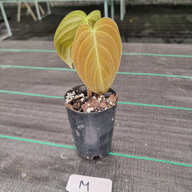 #M Philodendron Melanochrysum - Rooted/Shot cutting