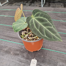 Load image into Gallery viewer, #10 Anthurium &#39;Black Sensation&#39; x Crystallinum