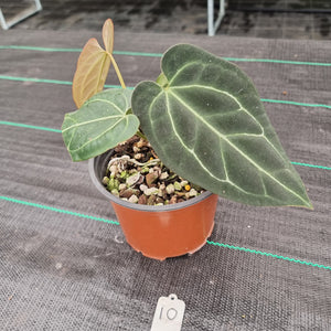 #10 Anthurium 'Black Sensation' x Crystallinum