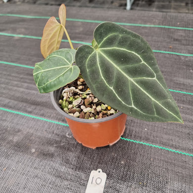 #10 Anthurium 'Black Sensation' x Crystallinum