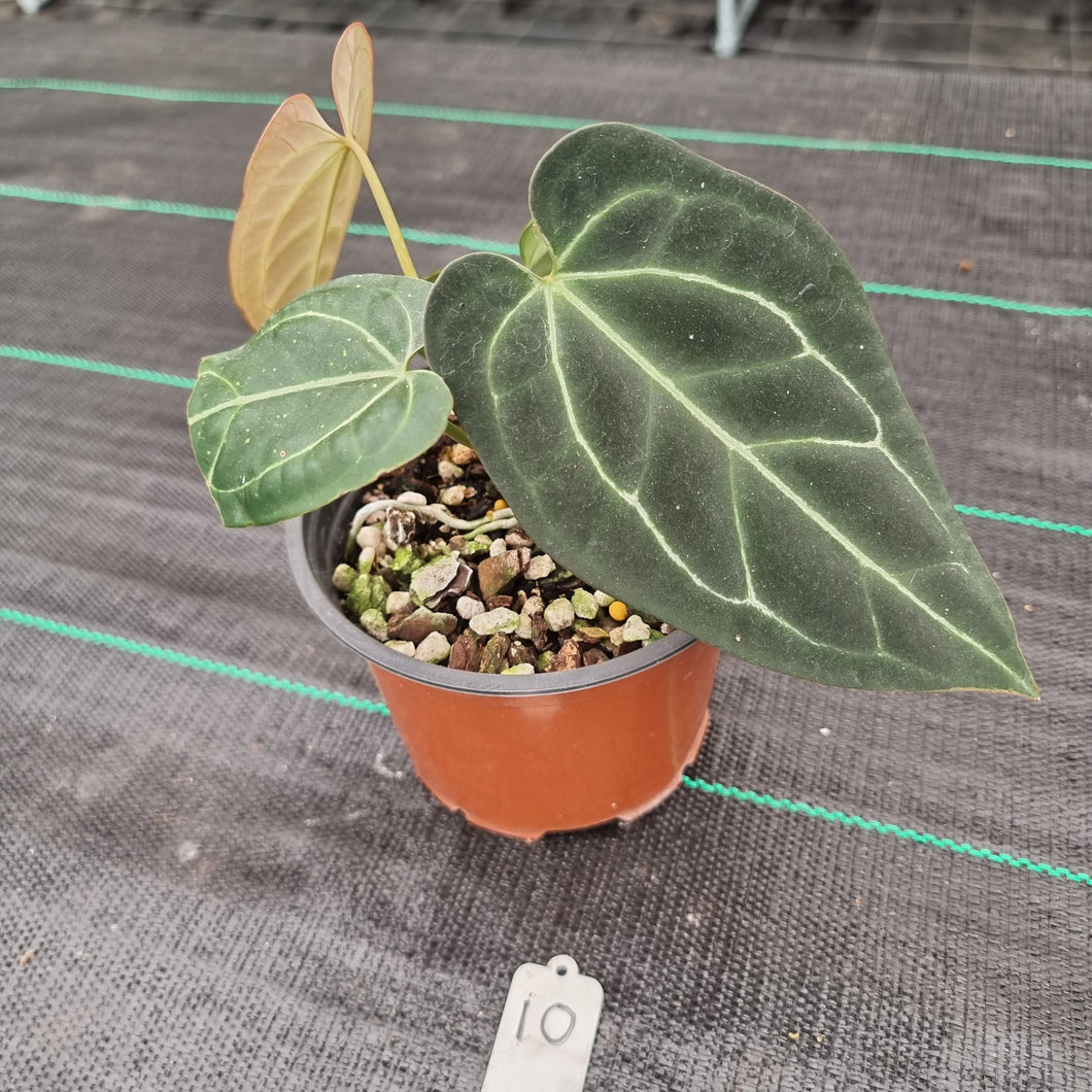 #10 Anthurium 'Black Sensation' x Crystallinum