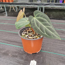 Load image into Gallery viewer, #10 Anthurium &#39;Black Sensation&#39; x Crystallinum