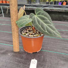 Load image into Gallery viewer, #10 Anthurium &#39;Black Sensation&#39; x Crystallinum