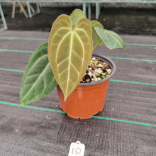 Load image into Gallery viewer, #10 Anthurium &#39;Black Sensation&#39; x Crystallinum