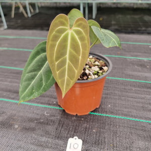 #10 Anthurium 'Black Sensation' x Crystallinum