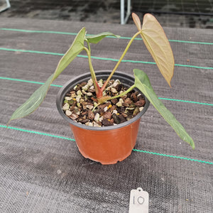 #10 Anthurium 'Black Sensation' x Crystallinum
