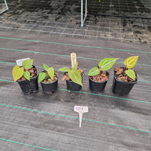 Load image into Gallery viewer, #101 BABY ANTHURIUM PACKAGE - 5 x SEEDLINGS