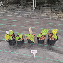 Load image into Gallery viewer, #101 BABY ANTHURIUM PACKAGE - 5 x SEEDLINGS