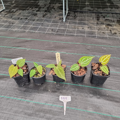 #101 BABY ANTHURIUM PACKAGE - 5 x SEEDLINGS
