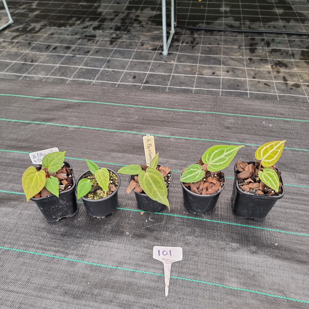#101 BABY ANTHURIUM PACKAGE - 5 x SEEDLINGS