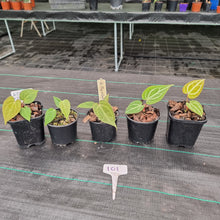 Load image into Gallery viewer, #101 BABY ANTHURIUM PACKAGE - 5 x SEEDLINGS