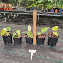 Load image into Gallery viewer, #101 BABY ANTHURIUM PACKAGE - 5 x SEEDLINGS