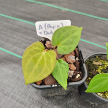 Load image into Gallery viewer, #101 BABY ANTHURIUM PACKAGE - 5 x SEEDLINGS