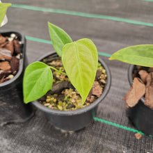 Load image into Gallery viewer, #101 BABY ANTHURIUM PACKAGE - 5 x SEEDLINGS