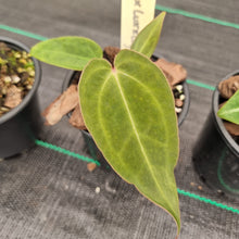 Load image into Gallery viewer, #101 BABY ANTHURIUM PACKAGE - 5 x SEEDLINGS