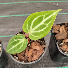 Load image into Gallery viewer, #101 BABY ANTHURIUM PACKAGE - 5 x SEEDLINGS