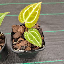 Load image into Gallery viewer, #101 BABY ANTHURIUM PACKAGE - 5 x SEEDLINGS
