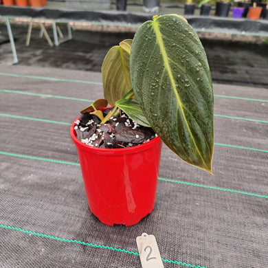 #2 Philodendron Gigas