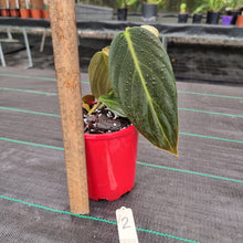 Load image into Gallery viewer, #2 Philodendron Gigas