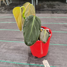 Load image into Gallery viewer, #2 Philodendron Gigas