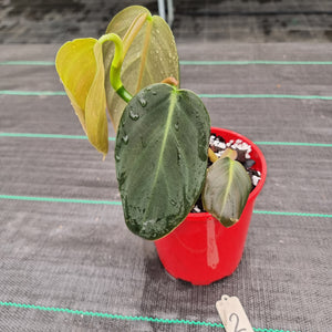 #2 Philodendron Gigas