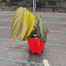 Load image into Gallery viewer, #2 Philodendron Gigas