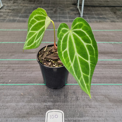 #100 Anthurium Magnificum Hybrid x