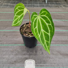 Load image into Gallery viewer, #100 Anthurium Magnificum Hybrid x