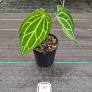 #100 Anthurium Magnificum Hybrid x