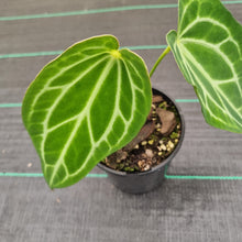 Load image into Gallery viewer, #100 Anthurium Magnificum Hybrid x