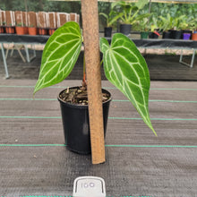 Load image into Gallery viewer, #100 Anthurium Magnificum Hybrid x